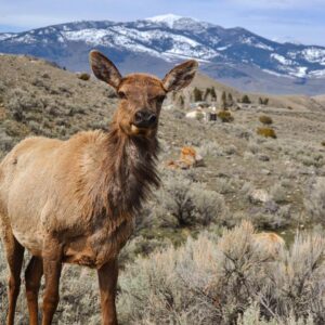 see wildlife within 2 hours of Denver